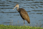 Limpkin by Mick Dryden