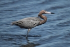 Reddish Egret by Mick Dryden