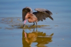 Reddish Egret by Miranda Collett Reddish Egret by Miranda Collett
