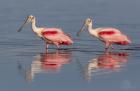 Roseate Spoonbill by Kris Bell