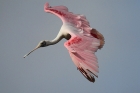 Roseate Spoonbill by Mick Dryden