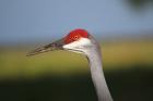 Sandhill Crane by Miranda Collett Sandhill Crane by Miranda Collett