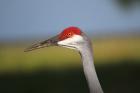 Sandhill Crane by Miranda Collett