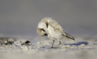 Snowy Plover by Kris Bell Snowy Plover by Kris Bell