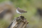 Spotted Sandpiper by Mick dryden