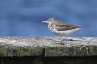 Spotted Sandpiper by Miranda Collett Spotted Sandpiper by Miranda Collett
