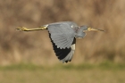 Tri-colored Heron by Mick Dryden