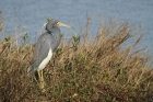 Tri-colored Heron by Mick Dryden