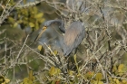 Tri-colored Heron by Mick Dryden