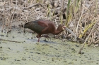 White-faced Ibis by Mick Dryden White-faced Ibis by Mick Dryden