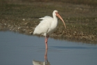 White Ibis by Mick Dryden White Ibis by Mick Dryden