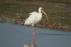 White Ibis by Mick Dryden