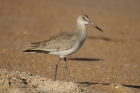 Willet by Mick Dryden