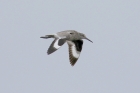 Willet by Mick Dryden Willet by Mick Dryden