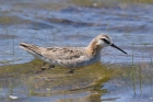 Wilson's Phalarope by Mick Dryden