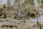 Wilson's Phalarope by Mick Dryden