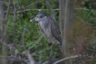 Yellow crowned Night Heron by Mick Dryden