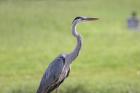 Great Blue Heron by Miranda Collett