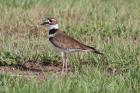 Killdeer by Miranda Collett