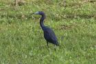 Little Blue Heron by Miranda Collett Little Blue Heron by Miranda Collett