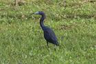 Little Blue Heron by Miranda Collett