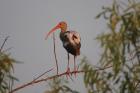 White Ibis by Miranda Collett