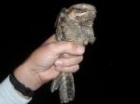 Nightjar