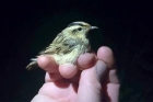 Aquatic Warbler by Cristina Sellares