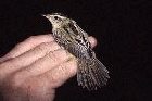 Aquatic Warbler by Mick Dryden