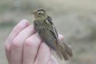 Aquatic Warbler by Mick Dryden