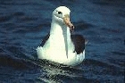 Black browed Albatross by David Nuth