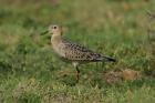 Buff-breasted Sandpiper by Mick Dryden