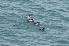 Black Guillemot by Mick Dryden