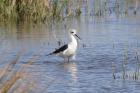 Black-winged Stilt by Chris Riley