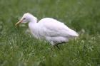 Cattle Egret by Mick Dryden