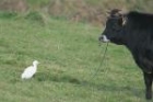 Cattle Egret by Mick Dryden