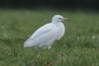 Cattle Egret by Mick Dryden