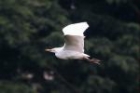 Cattle Egret by Chris Morgan