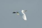 Cattle Egret by Mick Dryden