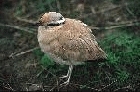 Cream coloured Courser by Mick Dryden