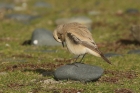 Desert Wheatear by Mick Dryden