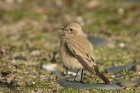 Desert Wheatear by Mick Dryden