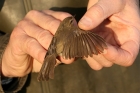 Dusky Warbler by Mick Dryden Dusky Warbler by Mick Dryden