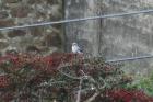 Great Grey Shrike by Mick Dryden