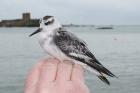 Grey Phalarope by Mick Dryden