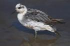 Grey Phalarope by Mick Dryden