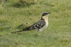 Great Spotted Cuckoo by Mick Dryden Great Spotted Cuckoo by Mick Dryden