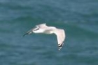 Gull sp by Mick Dryden