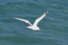 Gull sp by Mick Dryden