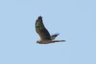 Pallid Harrier by Romano da Costa